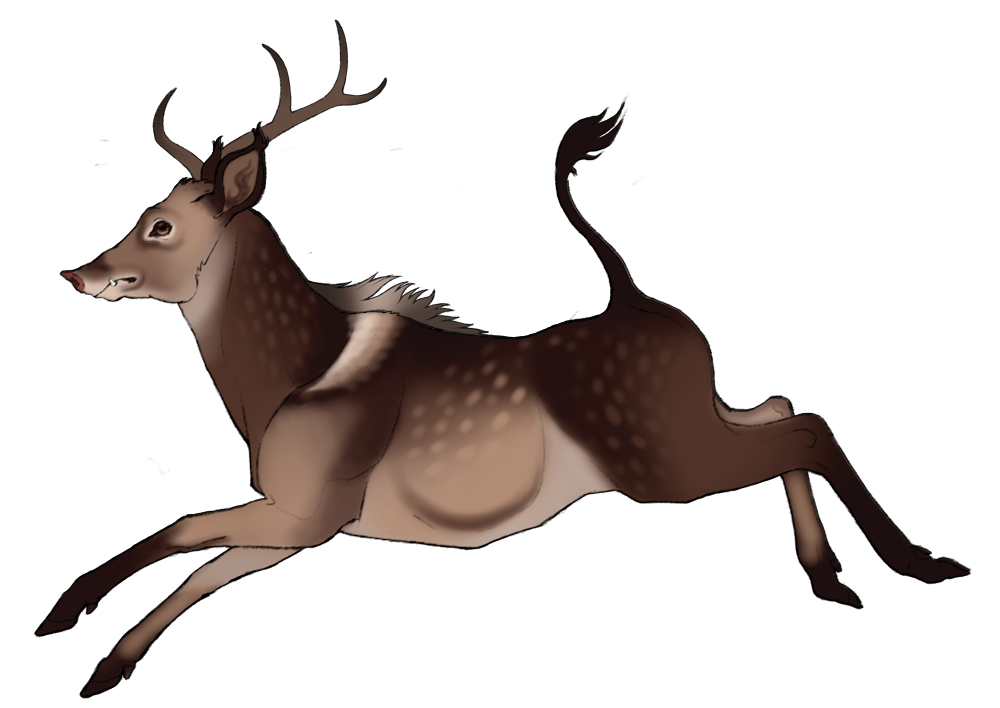 Shorthair Razorbuck