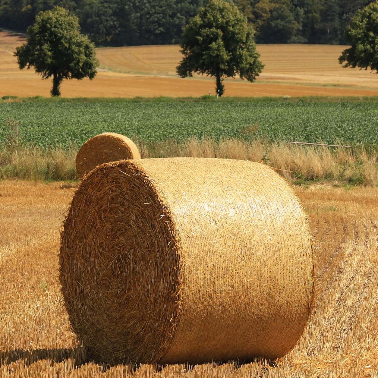 Meadow hay